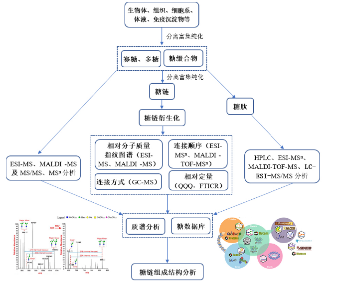 糖類質(zhì)譜檢測分析