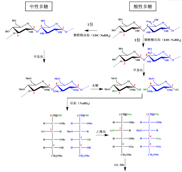 多糖甲基化分析—糖苷鍵解析