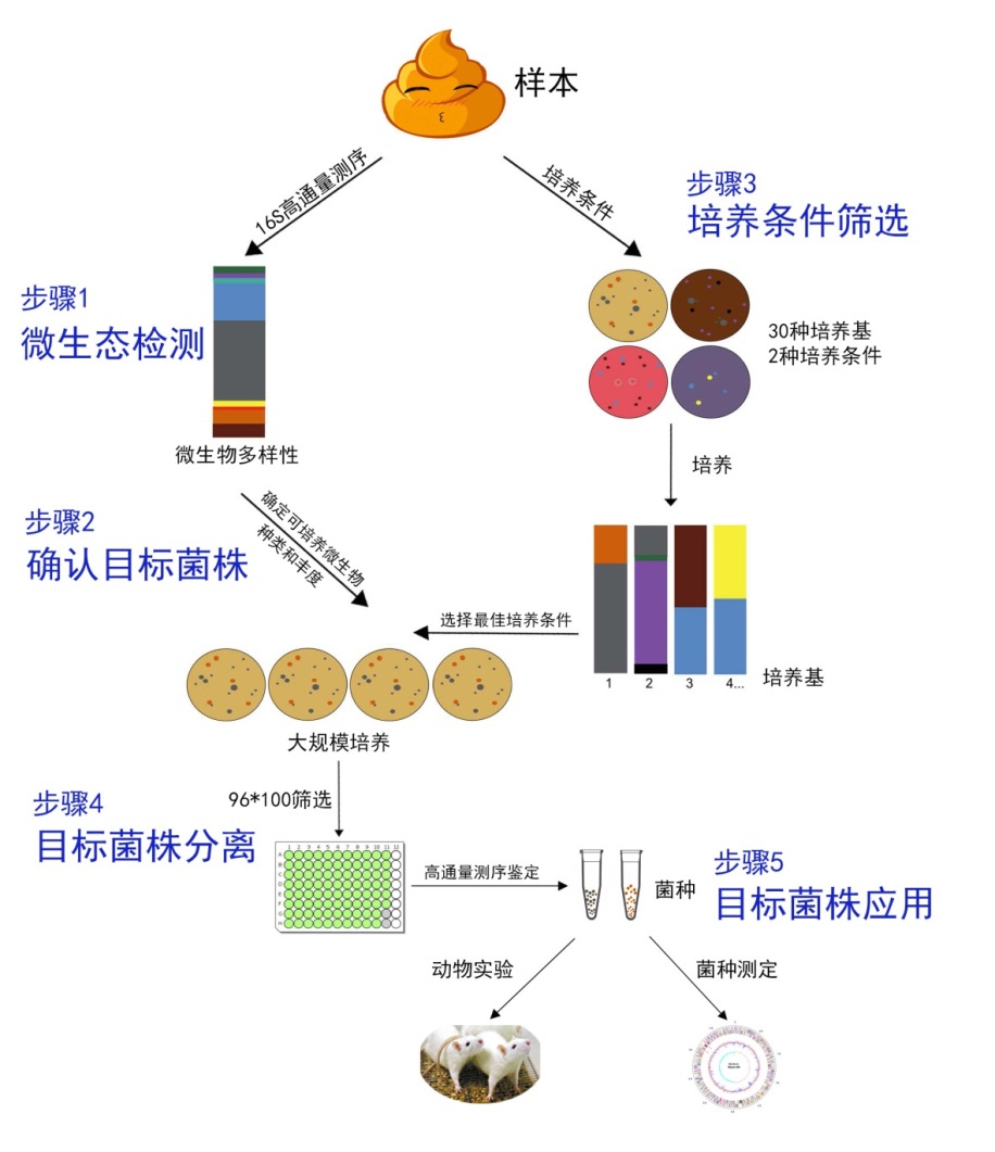 菌株分離篩選過程