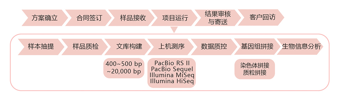 細菌基因組de novo測序技術路線.jpg