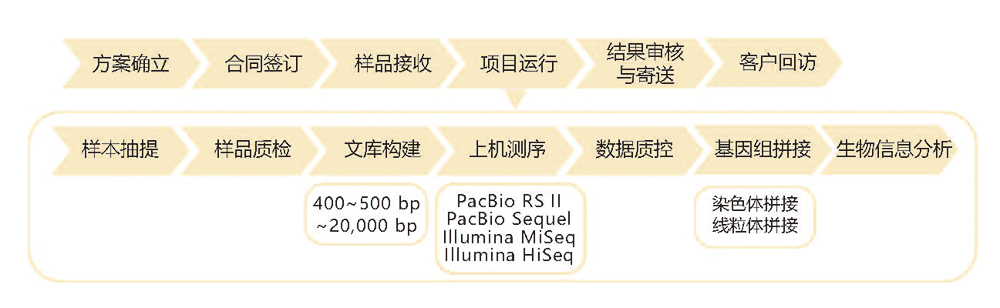 真菌基因組de novo測(cè)序技術(shù)路線.jpg