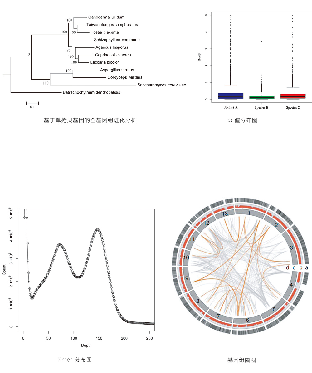 真菌基因組de novo測(cè)序結(jié)果展示.jpg