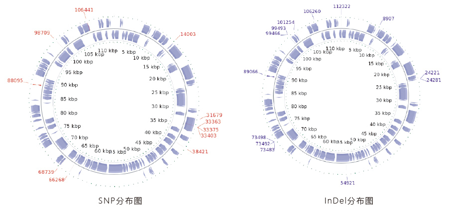 病毒基因組測序結(jié)果展示.jpg