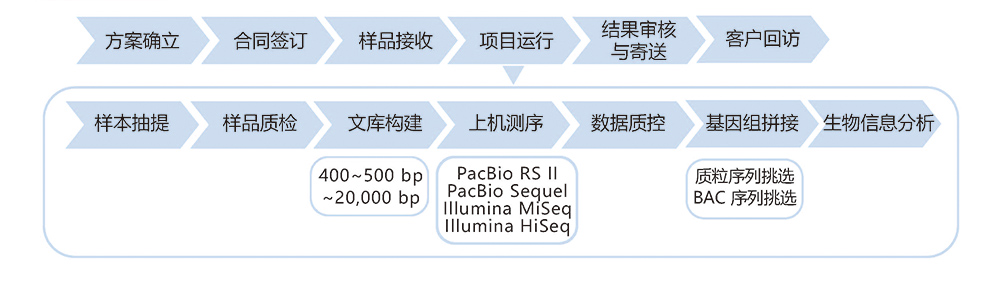 質(zhì)粒&BAC克隆子基因組測序技術(shù)路線.jpg