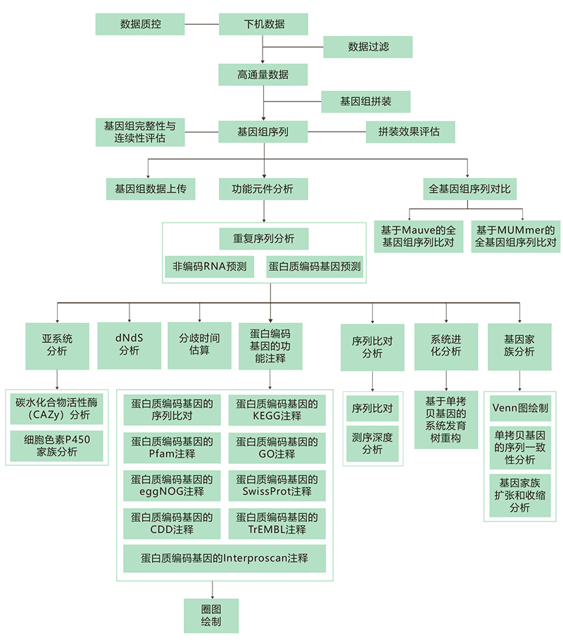 真菌基因技術(shù)路線.jpg