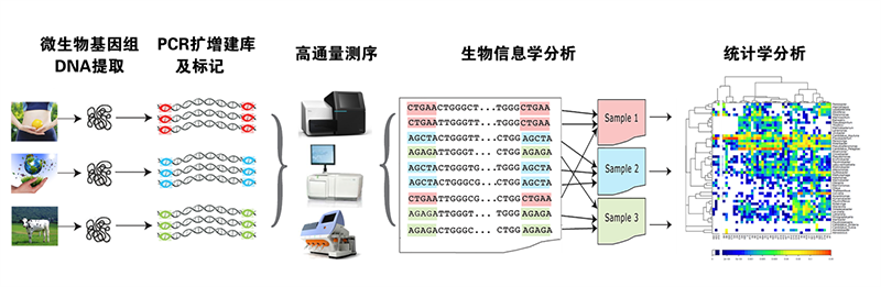 真菌多樣性分析流程