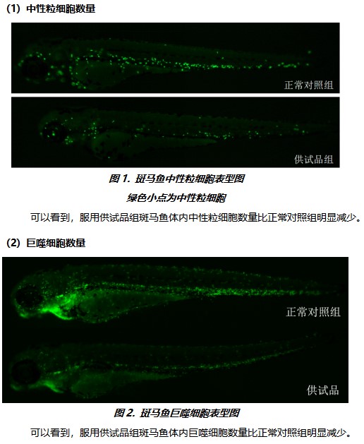 利用斑馬魚模型評價免疫毒性