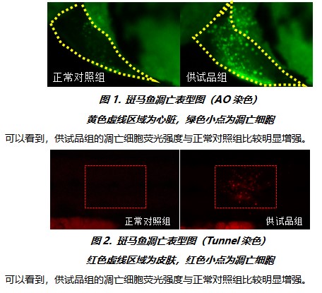 利用斑馬魚評價細胞凋亡