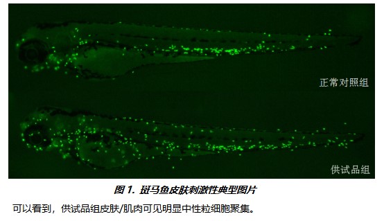 利用斑馬魚模型評價皮膚肌肉毒性