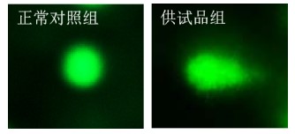 利用斑馬魚模型評(píng)價(jià)基因毒性