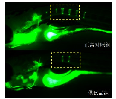 利用斑馬魚(yú)模型評(píng)價(jià)骨毒性