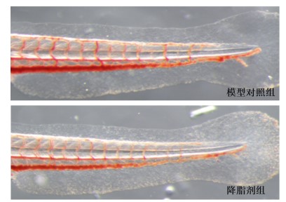 利用斑馬魚模型評(píng)價(jià)降血脂作用