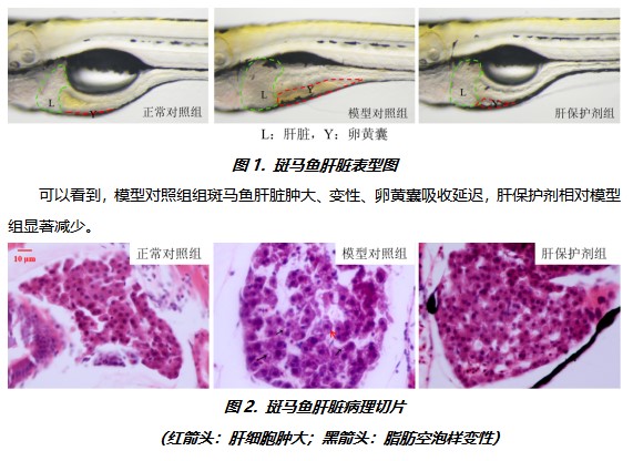 利用斑馬魚模型評(píng)價(jià)酒精性肝損傷保護(hù)作用