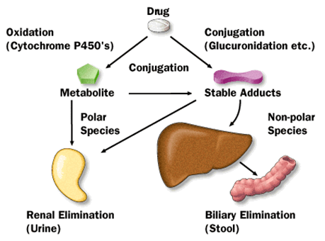 藥物進(jìn)入體內(nèi)后的代謝與排泄途徑
