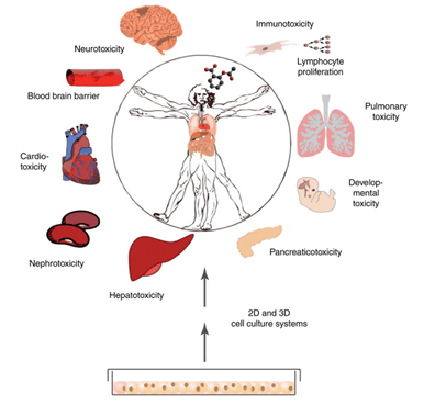 新的化合物可能引起各類組織器官的毒性損傷，這些毒性可以在相應(yīng)的2D或3D培養(yǎng)的細(xì)胞模型中進(jìn)行早期檢測(cè)，為藥物研發(fā)提供重要參考資料。