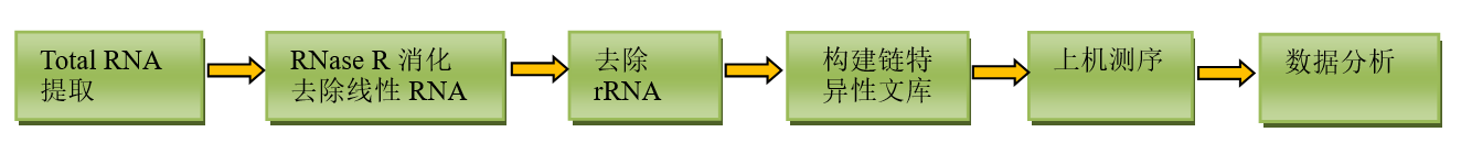 環(huán)狀RNA測序 技術(shù)流程
