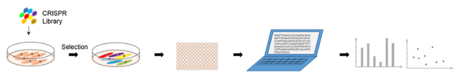 sgRNA文庫(kù)篩選服務(wù)流程