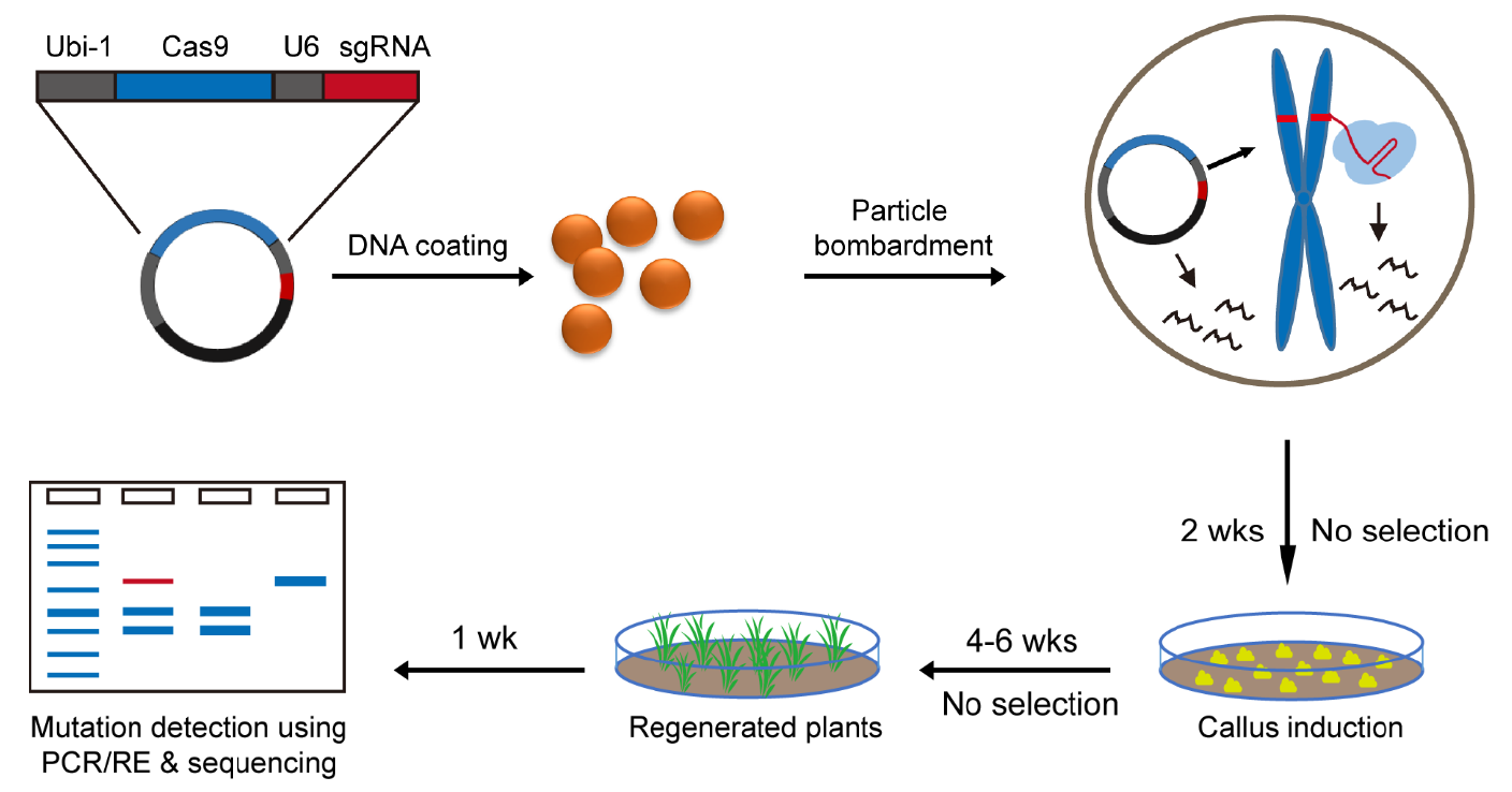 瞬時(shí)CRISPR/Cas9 DNA 編輯技術(shù)