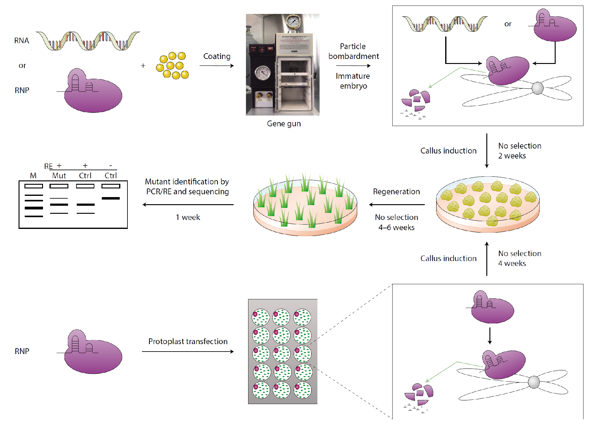 DNA-free植物CRISPR/Cas9 RNAs體外轉(zhuǎn)錄和RNP技術(shù)