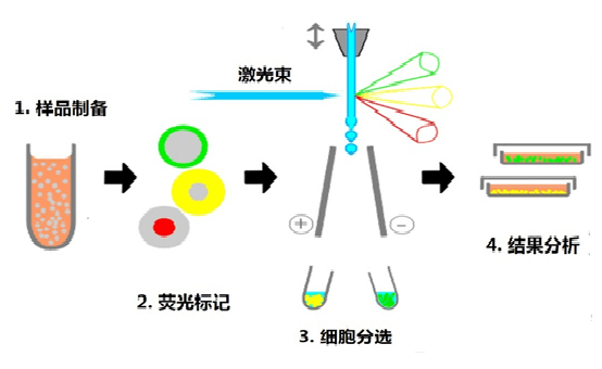 Cells-flow-testing-services3.png