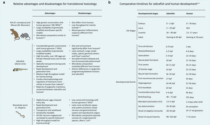 斑馬魚的轉(zhuǎn)化毒理學(xué)，關(guān)于斑馬魚的毒理試驗(yàn)