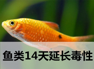 魚類14天延長毒性試驗(yàn)